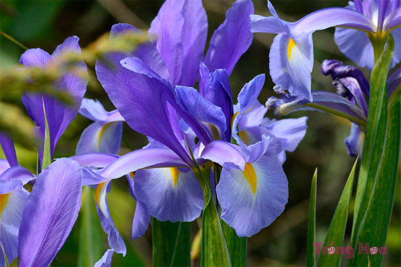 Hoa Iris là quốc hoa của nước Pháp