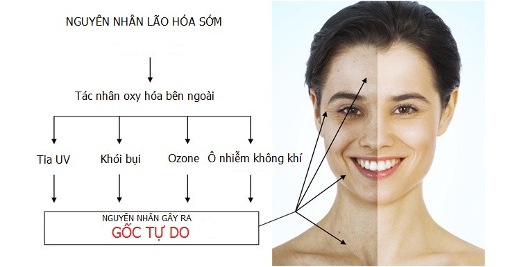 Kem chống lão hóa Sakura Anti – Aging Whitening Cream chống lại lão hóa.