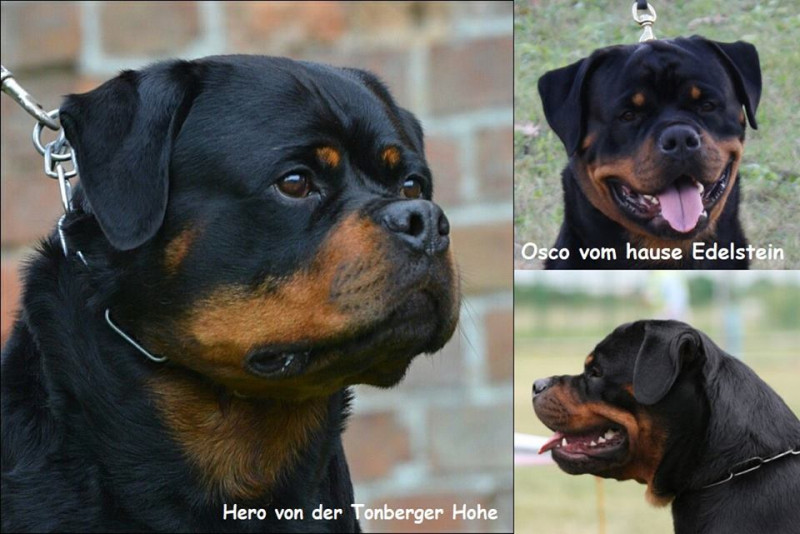 Trại chó Rottweiler Gervi Kennel