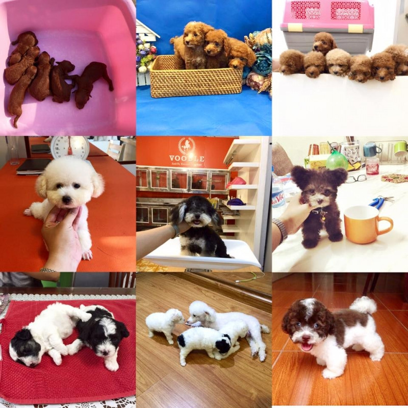 Voodlehouse shop chuyên cung cấp giống chó Poodle thuần chủng.