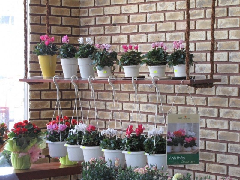 Shop Minh Thư bán rất đa dạng các loại hoa, cả hoa theo bó hoặc trồng trong chậu