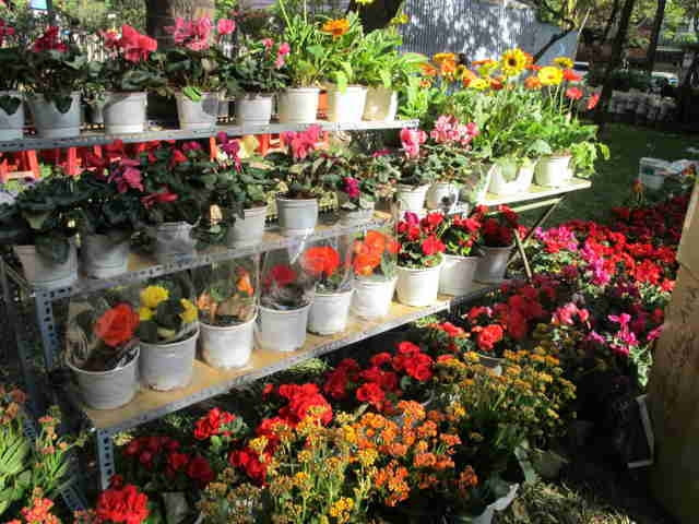 Shop Hoa Tươi Suri còn nhận trang trí hoa tươi cho các sự kiện, tiệc, hội nghị, bên cạnh việc cung cấp lẻ và sỉ số lượng lớn hoa Đà Lạt