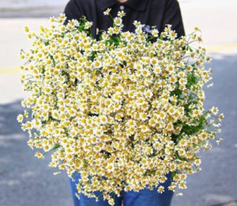 Cúc Tana - loài hoa biểu tượng cho sự trong trắng, tinh khôi