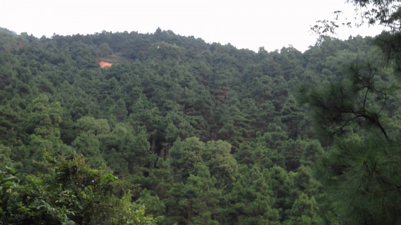 Rừng thông xanh nơi quần thể khu di tích Côn Sơn