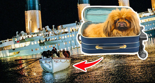 Số nạn nhân được cứu sau tai nạn Titanic: 706 người và... 3 con chó