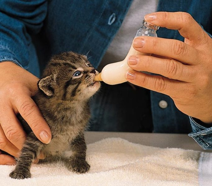 Sữa KMR của Petag cung cấp đầy đủ các chất dinh dưỡng phù hợp cho mèo con sơ sinh ( mèo con mất mẹ ),