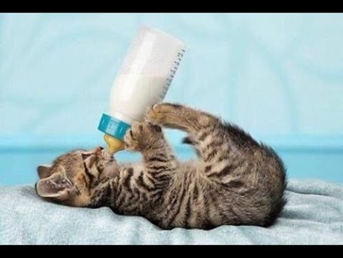 Sữa Precaten của Dr.Kyan là loại sữa bột dành cho mèo phong phú và đa dạng phù hợp với các nhu cầu dinh dưỡng cho mèo, giúp hỗ trợ phát triển trí não, kích thích thèm ăn, cung cấp những chất xơ cần thiết giúp hệ tiêu hóa khỏe mạnh hơn.