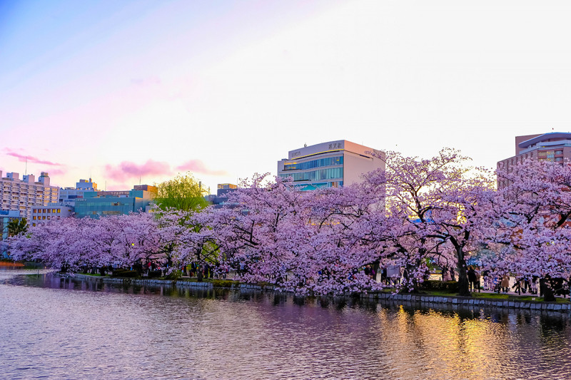 Tokyo nổi tiếng với hoa anh đào