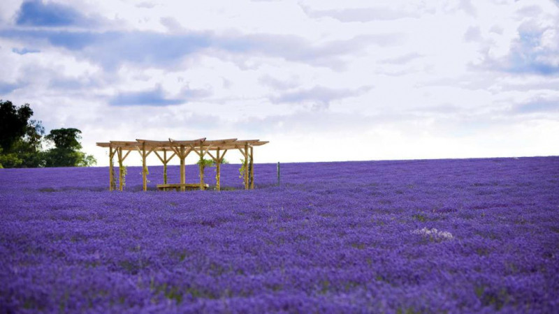 Thiên đường hoa oải hương tại Provence