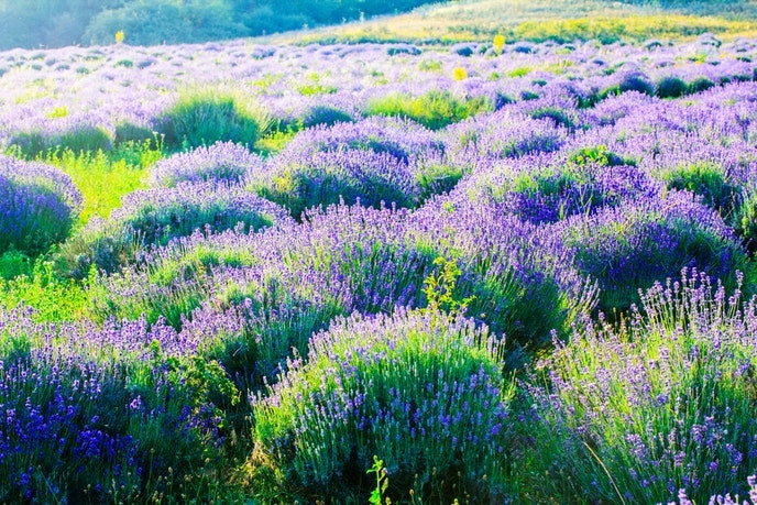 Cánh đồng hoa oải hương ở Nông trại Mt Shasta, California, Mỹ