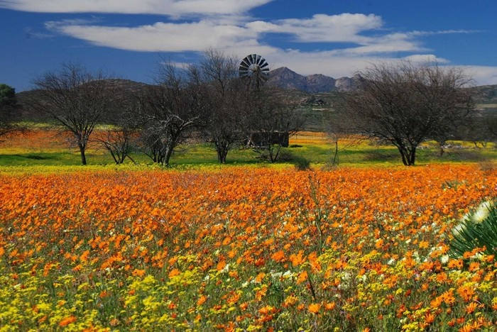 Hoa cúc ở Namaqualand