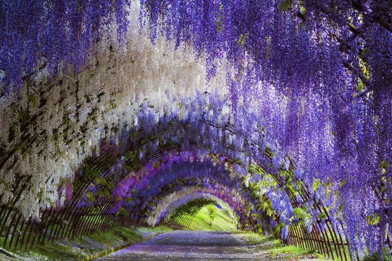 Đường hầm hoa Wisteria, Fukuoka (Nhật Bản)