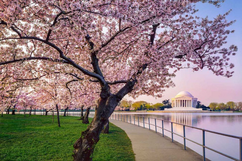 Vườn hoa anh đào, Washington D.C. (Mỹ)