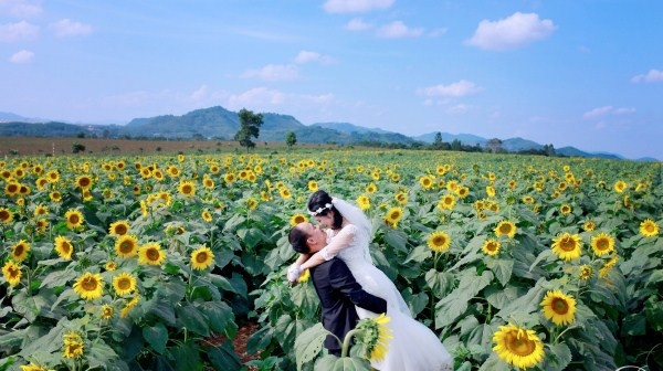 Một cặp vợ chồng chụp ảnh cưới ở cánh đồng hoa Hướng Dương - Đà Lạt
