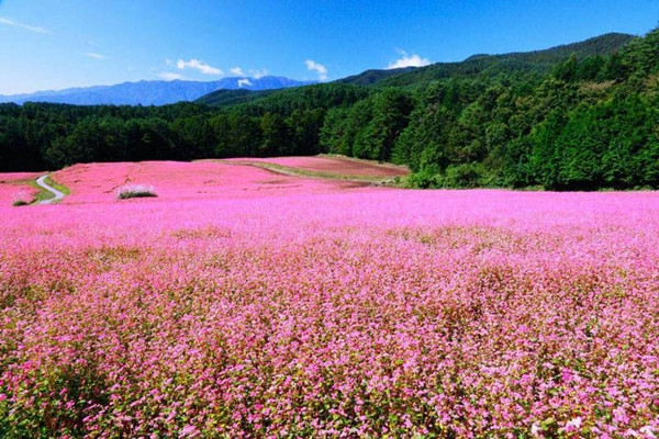 Du lịch Hà Giang vào những ngày tháng 10, du khách sẽ được chìm đắm dưới sắc phớt hồng của những ruộng hoa tam giác mạch trải khắp cao nguyên đá.