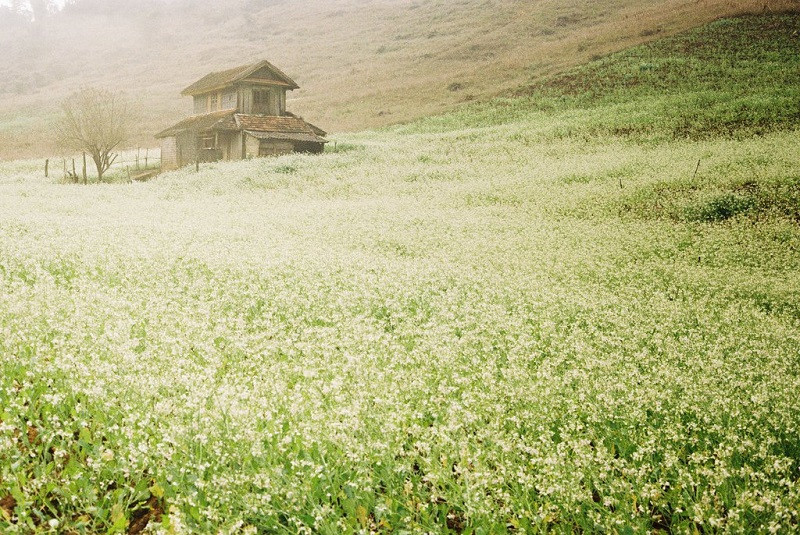 Những người đam mê du lịch thường rủ rỉ tai nhau những địa điểm tuyệt vời để chiêm ngưỡng vẻ đẹp của mùa hoa cải trắng tại Mộc Châu đó.