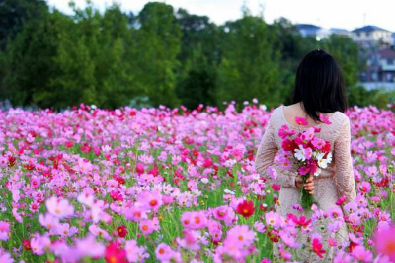Vườn hoa Bách Nhật Nhật Tân là một địa điểm đẹp nổi tiếng ở Hà Nội.