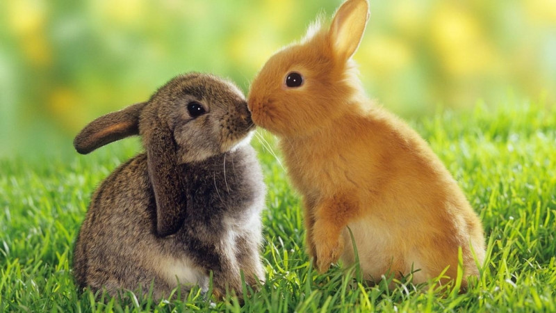 Thỏ là thú cưng rất dễ thương