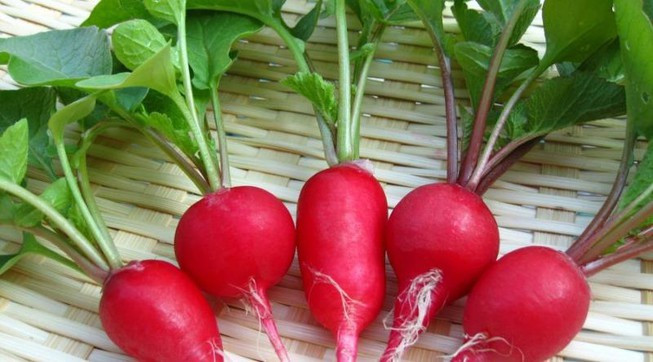 Củ cải đường màu đỏ giúp bạn kiểm soát nồng đồ cholesterol trong cơ thể.