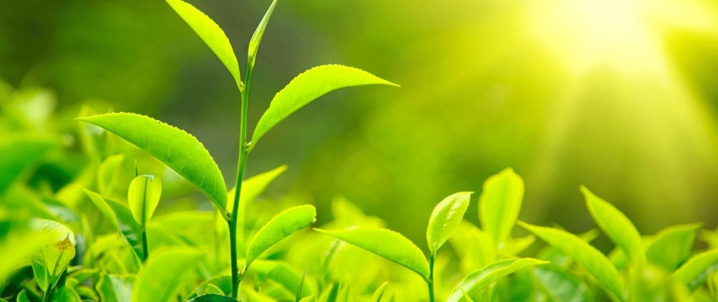 Trong trà xanh có chứa chất flavonoid có thể ngăn ngừa hơi thở hôi miệng
