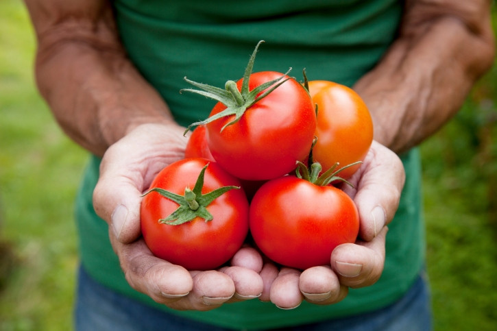 Cà chua là thực phẩm giàu lycopence giúp tăng số lượng tinh trùng