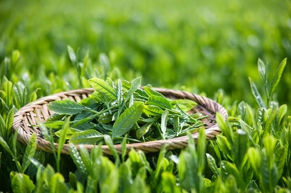Hãy sử dụng trà xanh như một loại thảo dược chống rụng tóc.