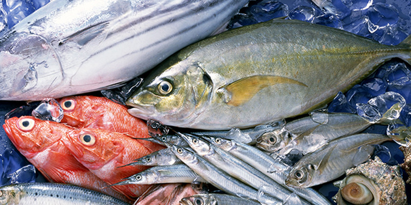 Cá là loại thực phẩm có nhiều chất dinh dưỡng.