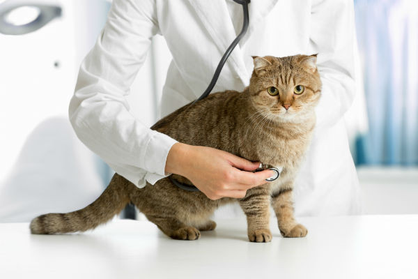 Thuốc có tác động hữu hiệu trên các loại giun sán mèo như: Ascaris sp, Ancylostoma sp, Strongylus sp, Dirofilaria…