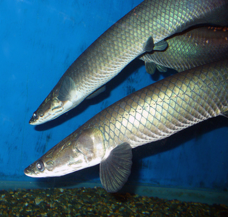 Cá ăn thịt Arapaima