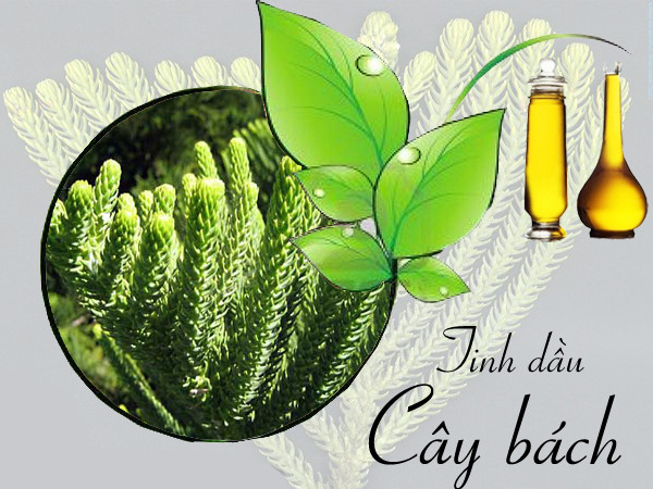 Tinh dầu cây bách