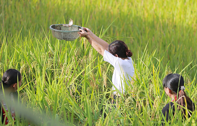 Nhiều khách du lịch thích thú trải nghiệm cảm giác bắt cá giữa cánh đồng lúa đang thì chín vàng ruộm