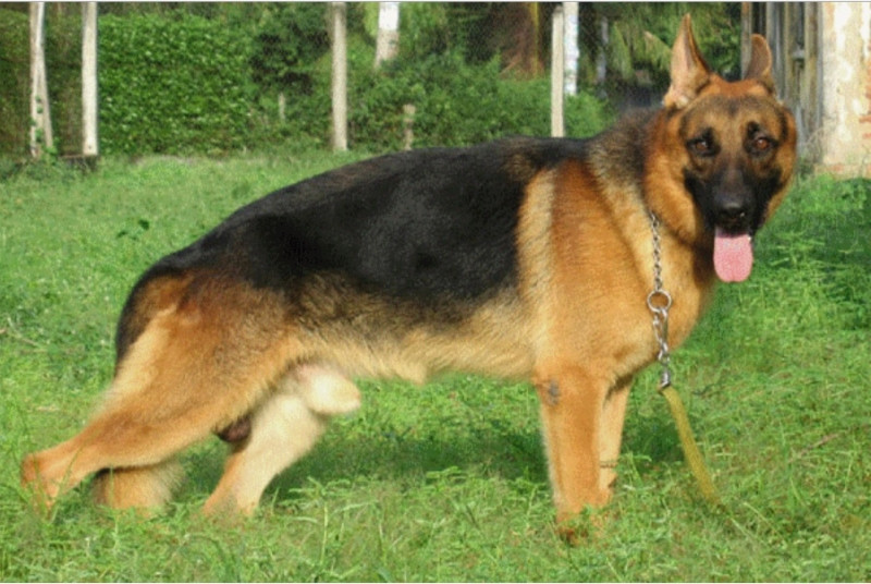 Trại chó Becgie Đức tại Sơn Tây là cơ sở uy tín hàng đầu về giống chó Becgie Đức
