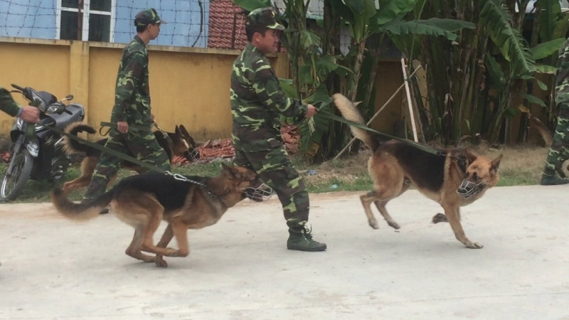 Trại huấn luyện chó K9 là địa chỉ huấn luyện chó nghiệp vụ chuyên nghiệp