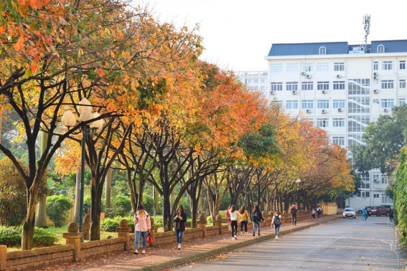 Con đường đẹp ngất ngây dẫn vào thư viện trường Đại học sư phạm Hà Nội