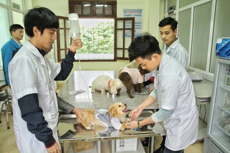 Sinh viên ngành thú y trong giờ thực hành