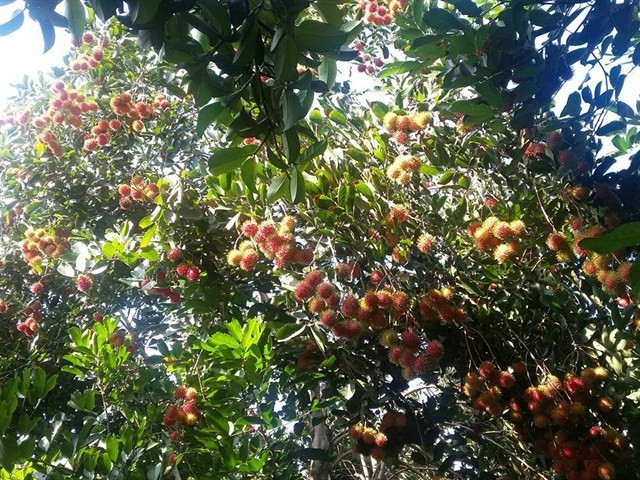 Vườn trái cây Ba Ngói