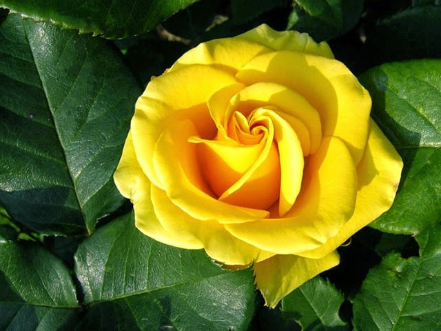 Hoa hồng vàng biểu tượng sự bội bạc trong tình yêu