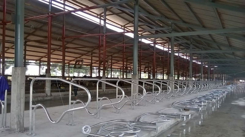 lắp đặt hệ thống Gióng bò nằm, lan can khóa cổ bò cho các trang trại bò sữa Vinamil ở Hương Sơn - Hà Tĩnh, Như Thanh - Thanh Hóa, Tuyên Quang...