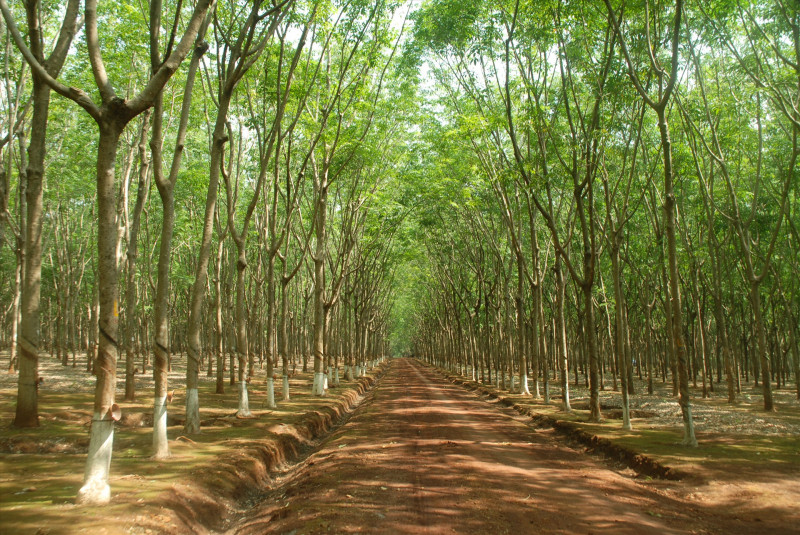 Bài văn tham khảo số 1