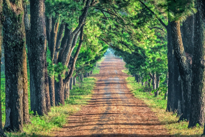 Bài văn tham khảo số 5