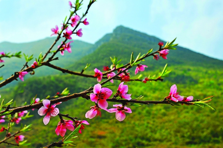 Hình minh hoạ