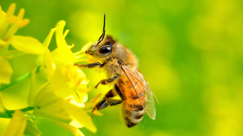 Bài văn tả con ong mật - mẫu 7