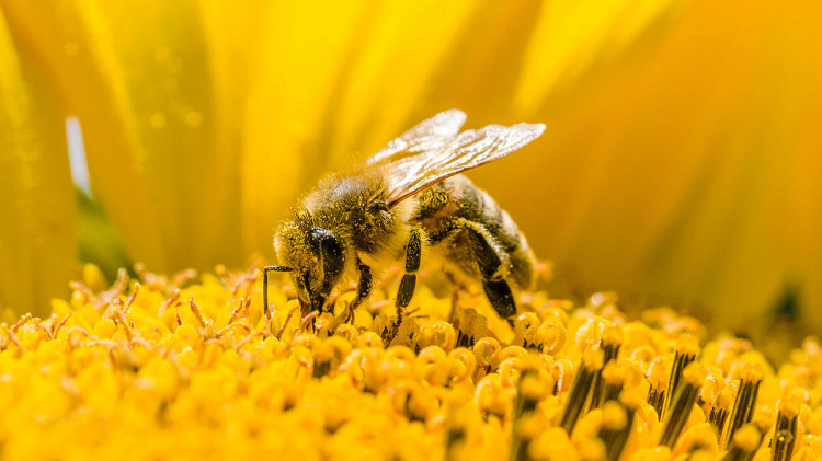 Bài văn tả con ong mật - mẫu 8