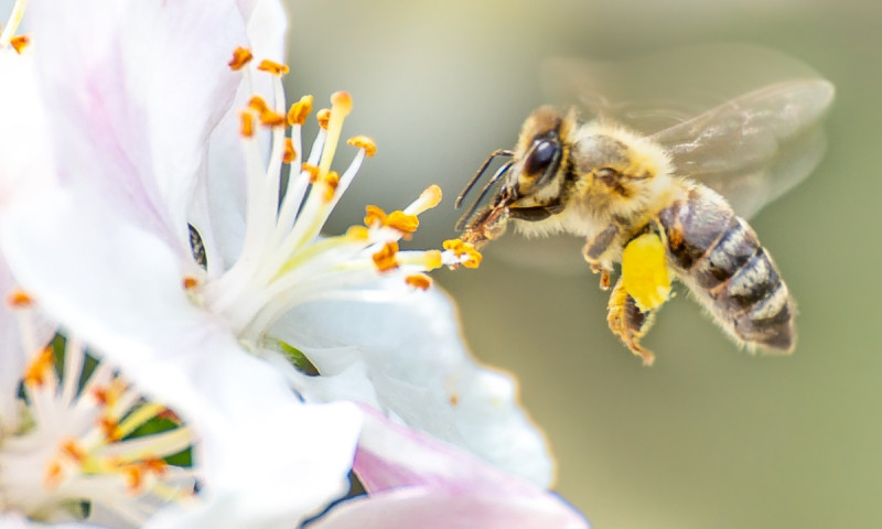 Bài văn tả con ong mật - mẫu 9
