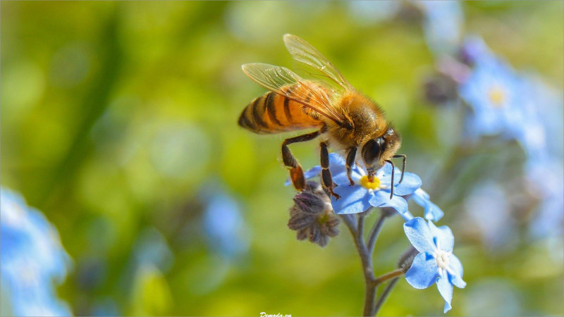 Bài văn tả con ong mật - mẫu 1