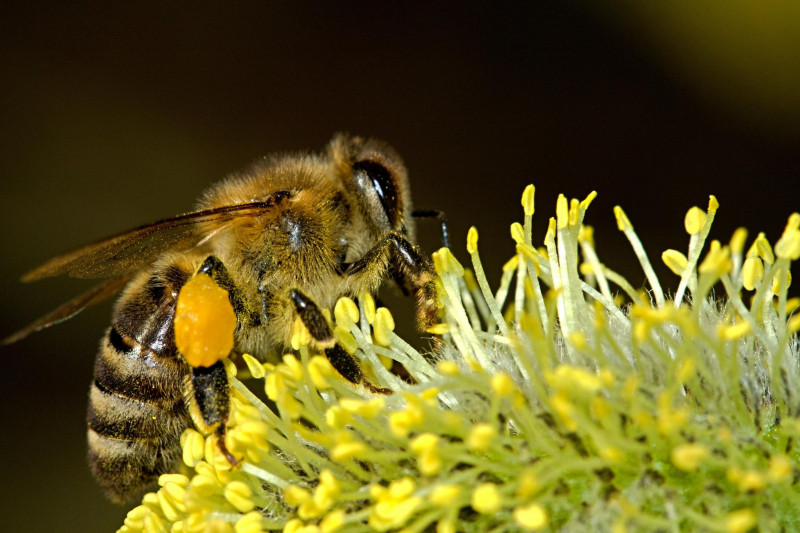 Bài văn tả con ong mật - mẫu 2