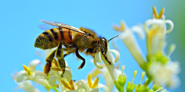 Bài văn tả con ong mật - mẫu 5