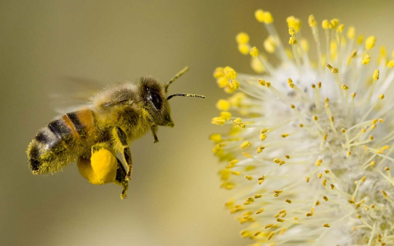 Bài văn tả con ong mật - mẫu 6