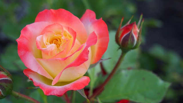 Bài văn thuyết minh về Cây hoa hồng số 4