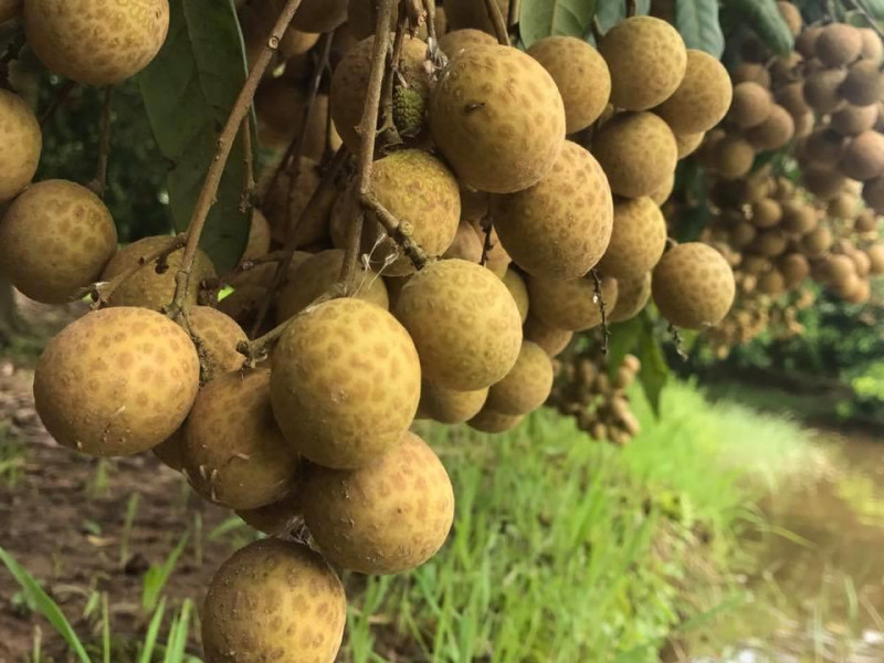 Thuyết minh về loại cây ăn quả - Cây Nhãn Lồng